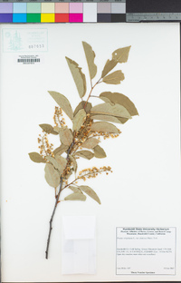 Prunus virginiana image