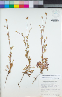 Poteridium annuum image