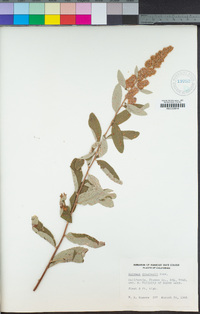 Spiraea douglasii image