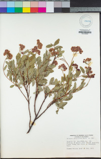 Spiraea splendens image