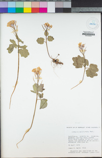 Cardamine californica image