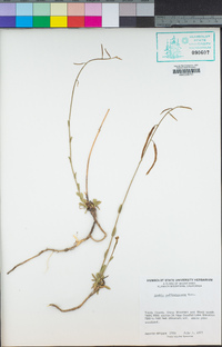 Boechera suffrutescens image