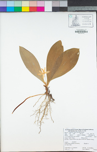 Clintonia uniflora image