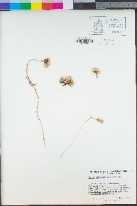 Cusickiella quadricostata image