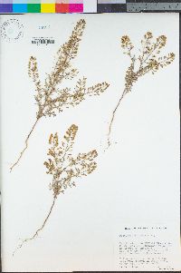 Descurainia pinnata image