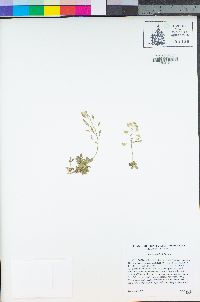 Draba howellii image