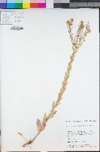 Lepidium campestre image