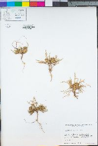 Lepidium latipes image