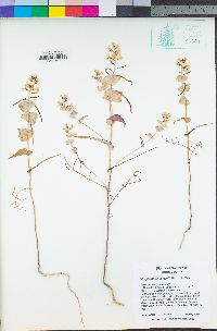 Streptanthus diversifolius image