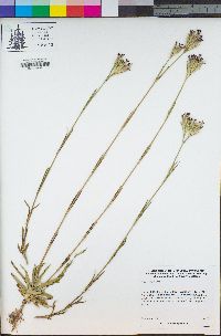 Dianthus armeria image