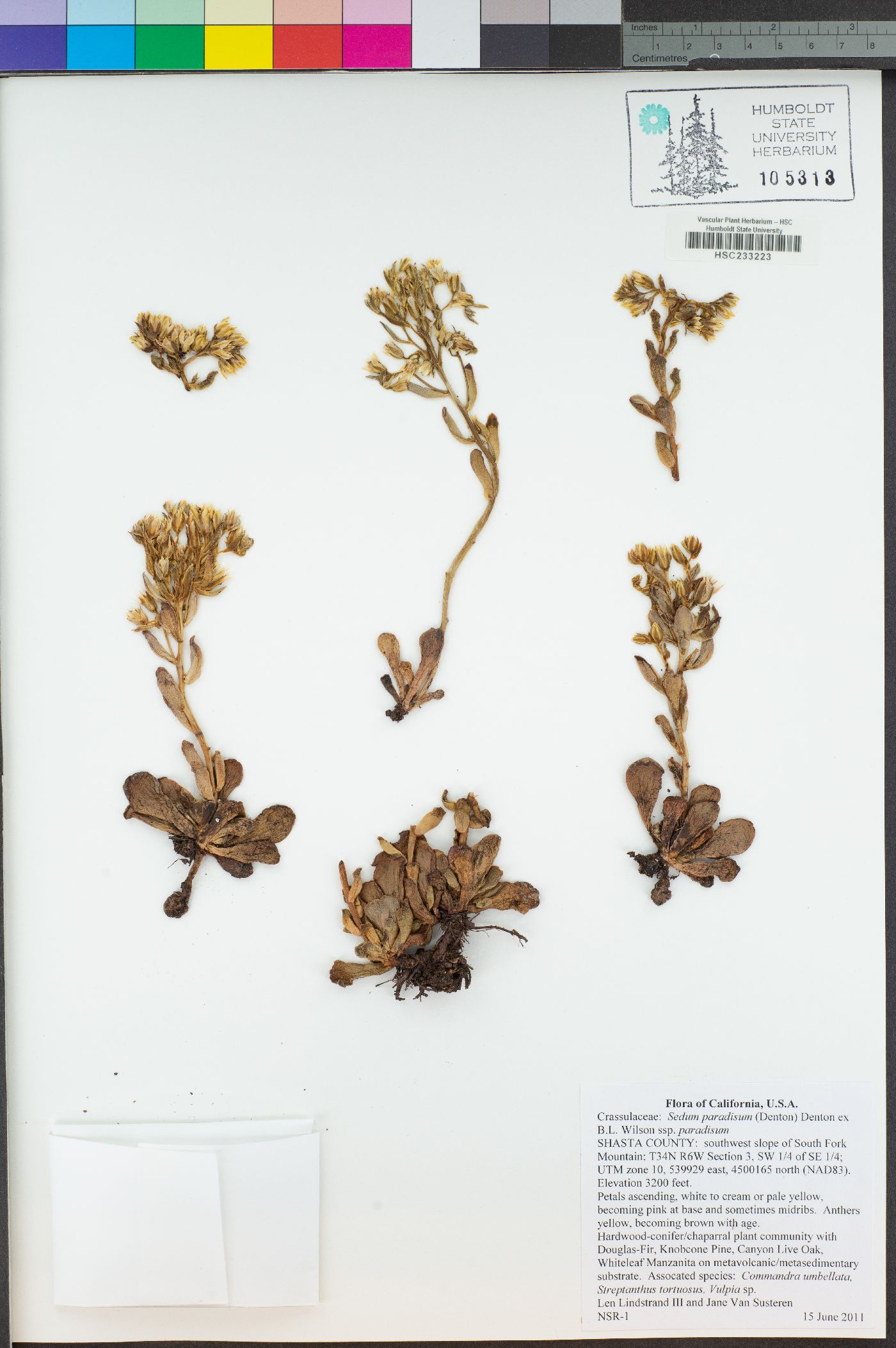 Sedum obtusatum subsp. paradisum image