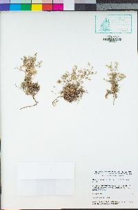 Minuartia nuttallii var. gracilis image