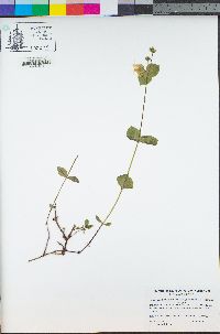 Silene campanulata image