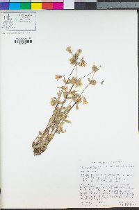 Silene campanulata image