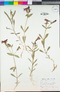 Silene laciniata subsp. californica image