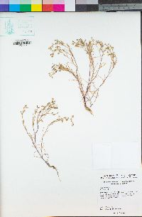 Spergularia canadensis var. occidentalis image