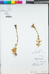 Gentiana setigera image