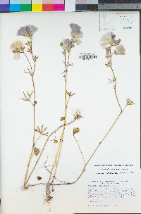 Sidalcea calycosa subsp. calycosa image