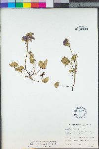Sidalcea malviflora subsp. purpurea image