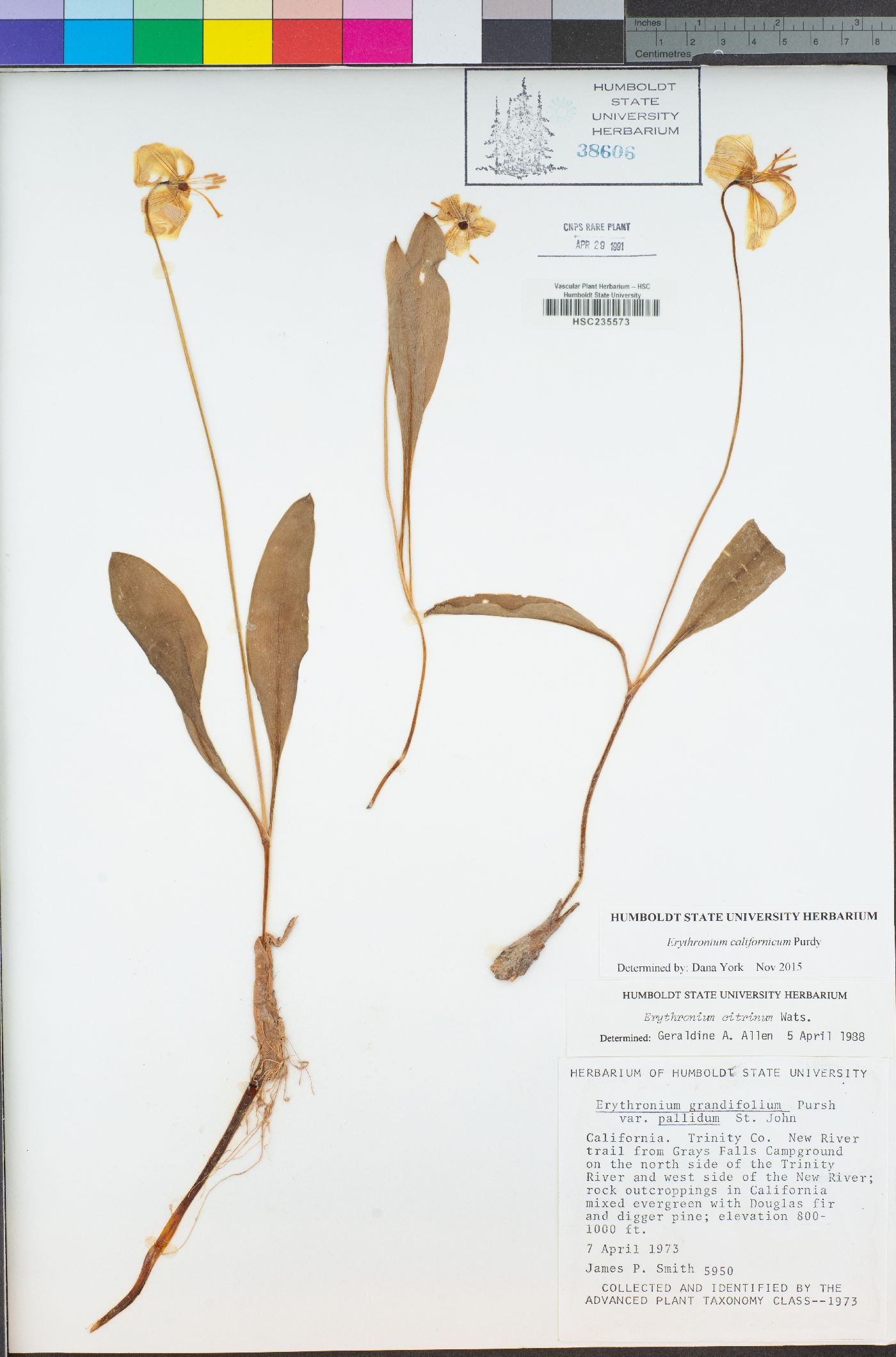 Erythronium californicum image