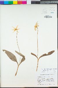 Erythronium citrinum var. citrinum image