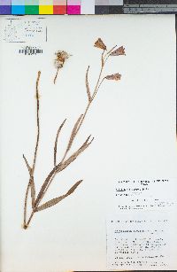 Fritillaria recurva image
