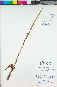 Piperia candida image