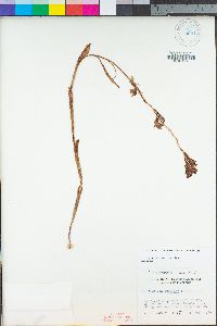 Cephalanthera austiniae image