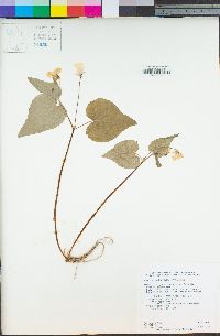 Viola glabella image