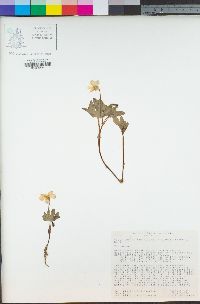 Viola lobata image