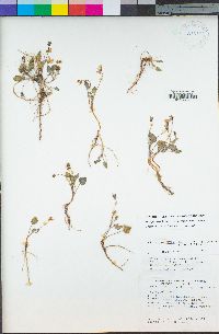 Viola purpurea subsp. integrifolia image