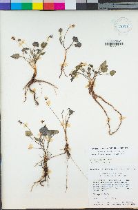 Viola purpurea image