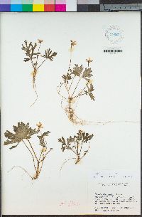 Viola sheltonii image