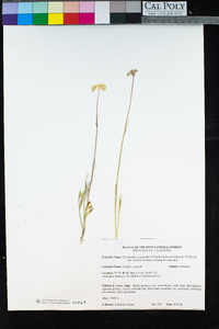 Perideridia parishii subsp. latifolia image