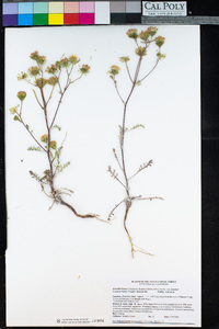 Chaenactis douglasii var. douglasii image