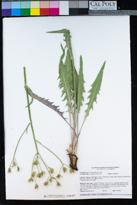 Crepis intermedia image