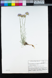 Erigeron argentatus image