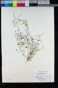 Streptanthus gracilis image