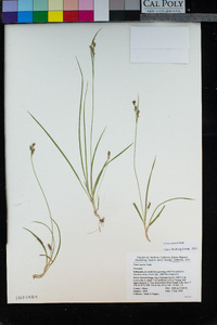 Carex aurea image