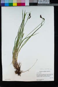 Carex helleri image