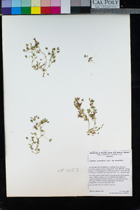 Trifolium monanthum image