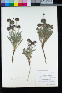 Salvia columbariae image