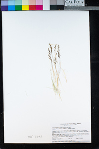 Calamagrostis breweri image