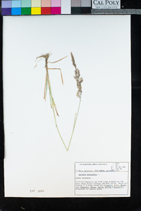 Agrostis stolonifera image