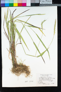 Elymus glaucus subsp. glaucus image