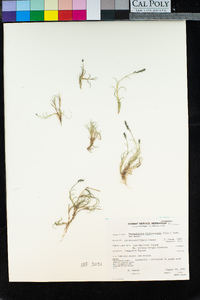 Muhlenbergia richardsonis image