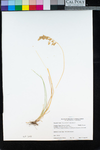 Poa pratensis image