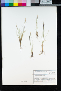 Eriocoma pinetorum image