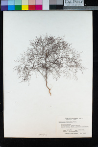 Eriogonum parishii image