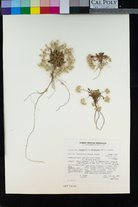 Calyptridium umbellatum image